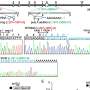 Xeroderma pigmentosum study tests artificial antisense oligonucleotides as therapeutic