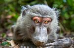 El genoma de 233 especies de primates revela aspectos clave de la salud humana, la evolución y la diversidad