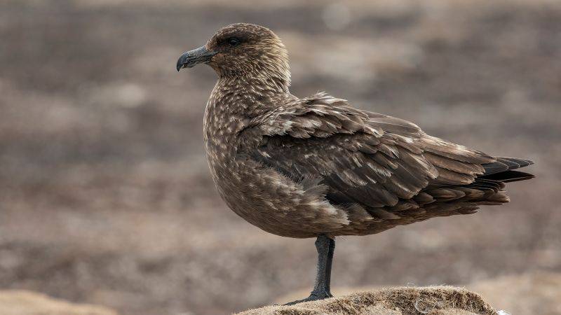 Detectan gripe aviar en la Antártida por primera vez, según el British Antártida Survey