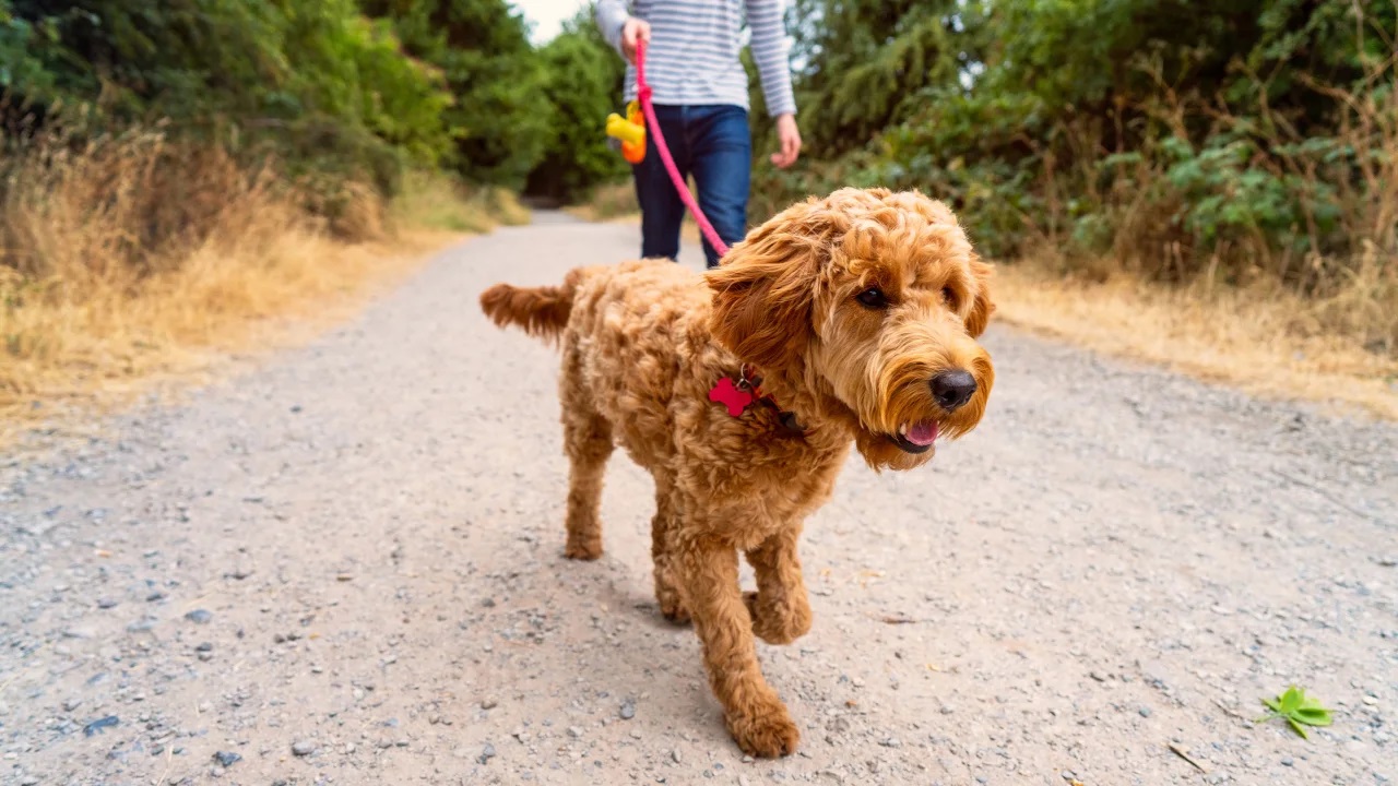 Es hora de pasear al perro (y a usted mismo) para estar mejor en forma